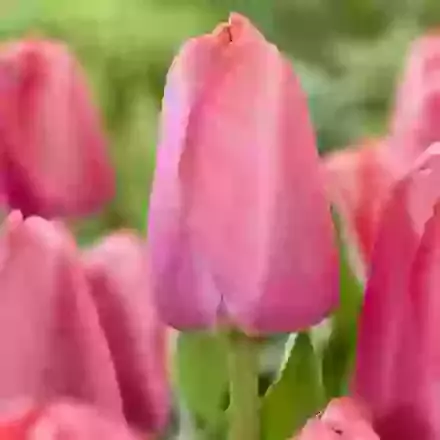 Pink Pride